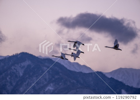 Swans that flew from far away Siberia to Azumino, Nagano Prefecture. A photo of them flying with the Alps in the background. 119290792