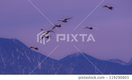 Swans that flew from far away Siberia to Azumino, Nagano Prefecture. A photo of them flying with the Alps in the background. 119290803