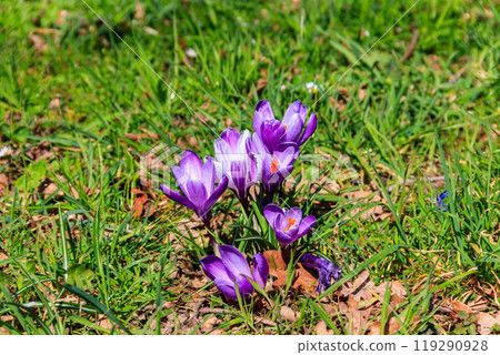 Purple crocus flowers on the lawn at spring Purple crocus flowers on the lawn at spring 119290928