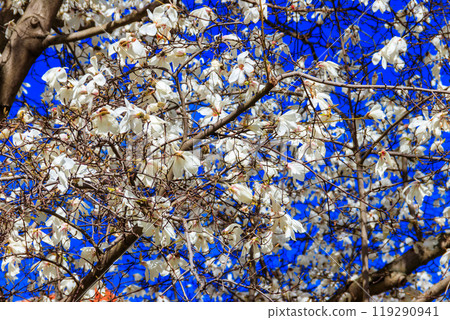 Beautiful blooming white magnolia tree in park 119290941