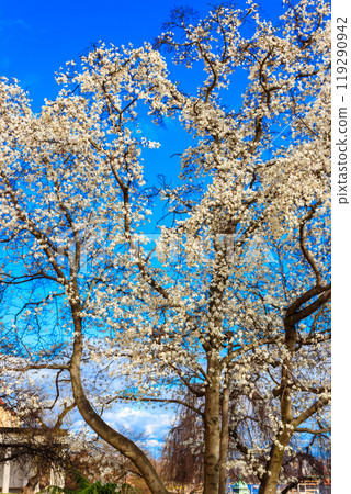 Beautiful blooming white magnolia tree in park Beautiful blooming white magnolia tree in park 119290942