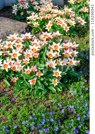 Flowerbed of beautiful tulips in the park at spring 119290943