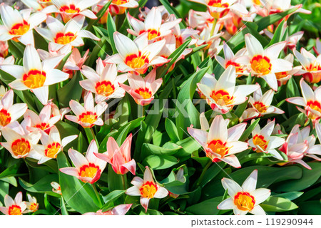 Flowerbed of beautiful tulips in the park at spring 119290944