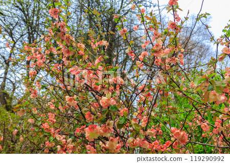 Chaenomeles speciosa, the flowering quince, Chinese quince or Japanese quince in bloom 119290992