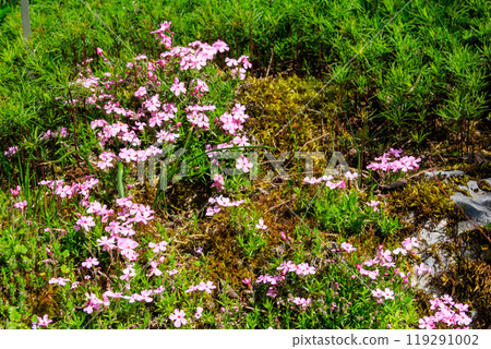Tufted Phlox or Columbia Phlox (Phlox douglasii) in garden 119291002