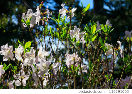 White Azalea (Rhododendron Reticulatum) in full bloom in a garden at spring White Azalea (Rhododendron Reticulatum) in full bloom in a garden at spring 119291003
