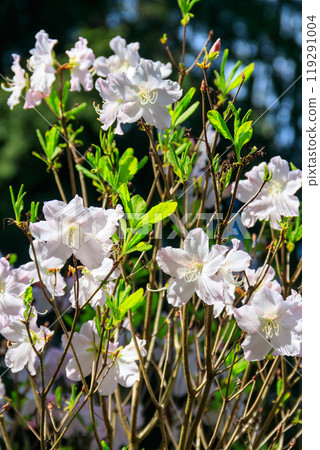 White Azalea (Rhododendron Reticulatum) in full bloom in a garden at spring 119291004