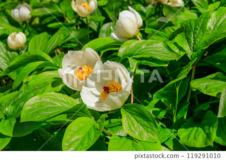 White peony (Paeonia macrophylla) in garden 119291010