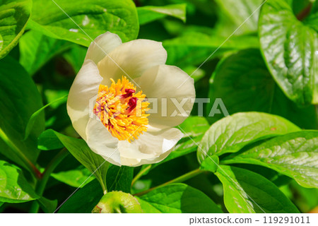 White peony (Paeonia macrophylla) in garden White peony (Paeonia macrophylla) in garden 119291011