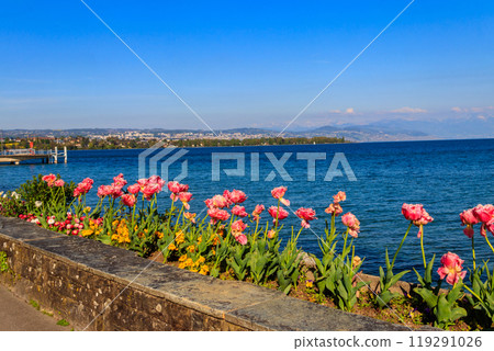 Beautiful colourful spring tulips on the background of Alps Mountains and Lake Geneva in Morges, Switzerland 119291026