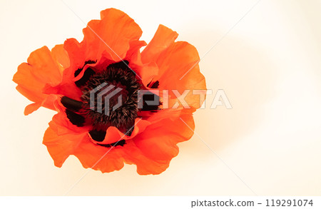 Flowers of red poppy, field poppy on a white background with space for text. Top view, flat plan 119291074