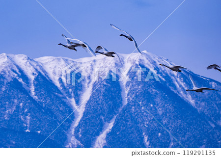 來到長野縣安曇野市的天鵝在北阿爾卑斯山的常年山前飛翔的照片 冬季的傳統。 119291135