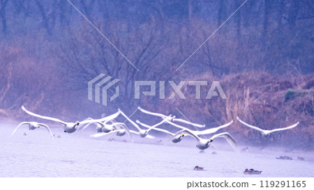 A scene of swans taking off early in the morning in Kawajima Town, Saitama Prefecture 119291165
