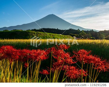 稻田和富士山盛開的紅蜘蛛百合 119291206