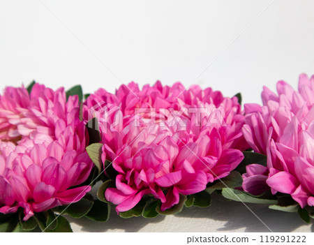 A bright floral poster with pink chrysanthemums on a white background with a place for text. A postcard, a poster. A bright floral poster with pink chrysanthemums on a white background with a place for text. A postcard, a poster. 119291222