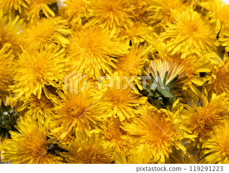 A background of blooming yellow dandelions. A background of blooming yellow dandelions. 119291223