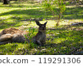 Kangaroo lying on the grass 119291306