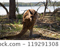 Kangaroos ass 119291308
