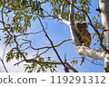 Koala sleeping on a tree 119291312