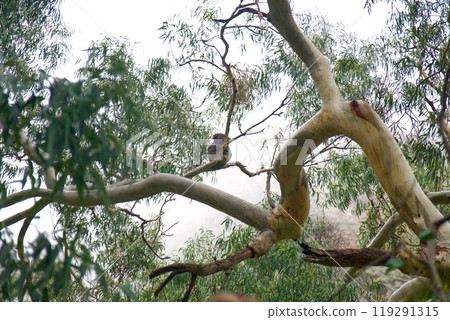 Koala sleeping on a koakali Koala sleeping on a koakali 119291315