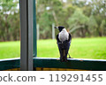 Back of a Magpie 119291455