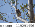 Koala sleeping clinging to eucalyptus tree 119291456