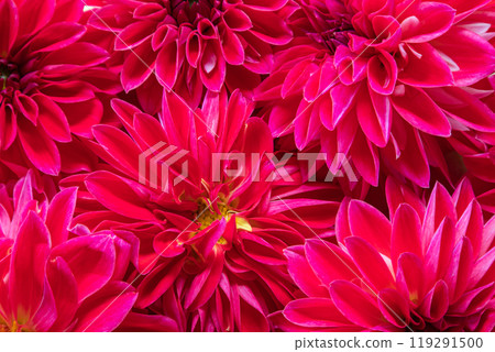 Beautiful pink dahlia flowers. Background, wallpaper, postcard. Beautiful pink dahlia flowers. Background, wallpaper, postcard. 119291500