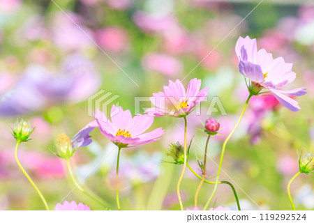 Cosmos flowers 119292524