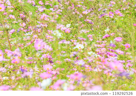 Cosmos flowers Cosmos flowers 119292526