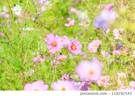 Cosmos flowers 119292543
