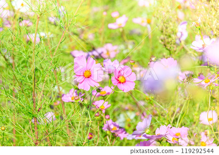 Cosmos flowers 119292544
