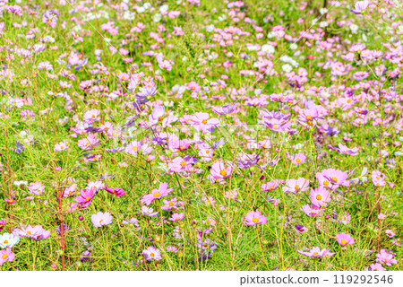 波斯菊花 波斯菊花 119292546