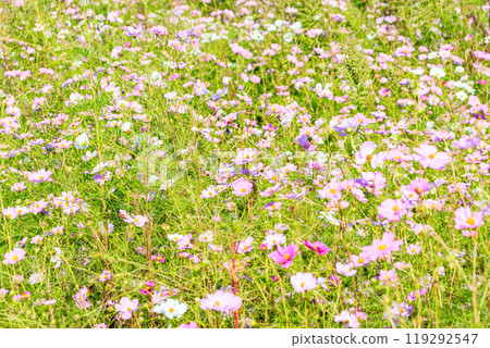 波斯菊花 波斯菊花 119292547