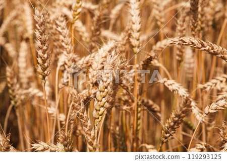 Golden wheat sways gently in the breeze under the warm sun on a quiet farm in late summer Golden wheat sways gently in the breeze under the warm sun on a quiet farm in late summer 119293125
