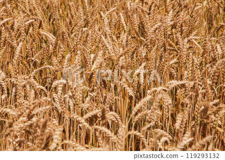Golden fields of wheat under the bright sun during the late afternoon harvest season Golden fields of wheat under the bright sun during the late afternoon harvest season 119293132