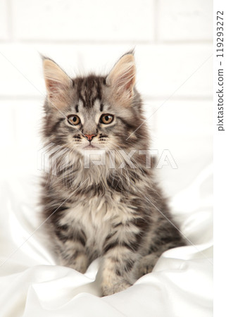 Small gray maine coon kitten posing on light background 119293272