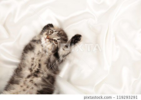 Small gray Maine Coon kitten posing on light background 119293291