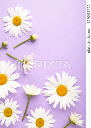 Spring and summer chamomile flowers on purple background. Vertical photo. 119293312