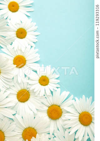 Chamomiles frame on blue background with copy space. Chamomiles frame on blue background with copy space. 119293316