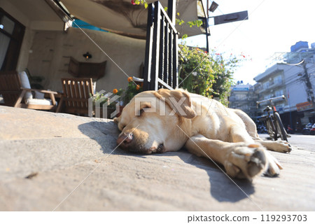 a beautiful Labrador retriever lying outside a cafe and sun bathing in Pokhara, nepal a beautiful Labrador retriever lying outside a cafe and sun bathing in Pokhara, nepal 119293703