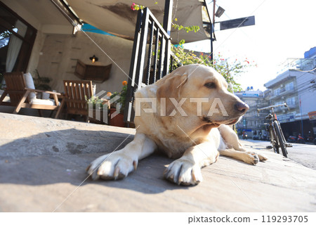 a beautiful Labrador retriever lying outside a cafe and sun bathing in Pokhara, nepal 119293705