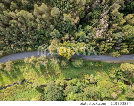 A Majestic Aerial View Showcasing a Lush Vibrant Forest and a Winding Scenic Pathway 119293824