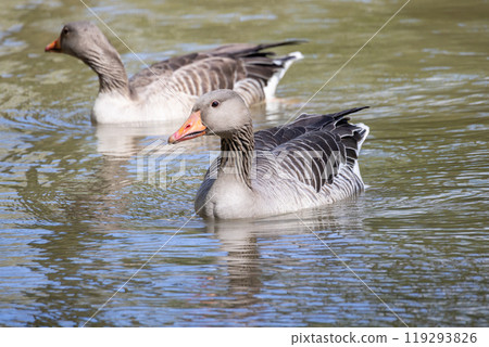 Two graceful geese are swimming elegantly in the clear, serene water of a tranquil pond Two graceful geese are swimming elegantly in the clear, serene water of a tranquil pond 119293826