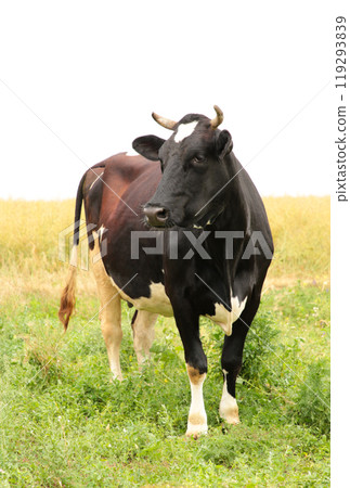 Caw in a meadow feeding with copy space. Vertical photo Caw in a meadow feeding with copy space. Vertical photo 119293839