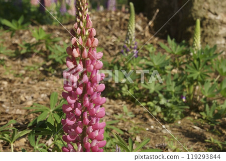  Lupine 119293844