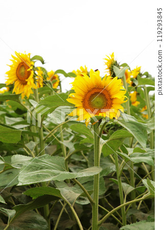 Field of sunflower. Top view. Summer background. Vertical photo Field of sunflower. Top view. Summer background. Vertical photo 119293845