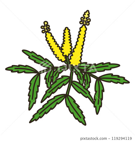 Mahonia con fusa 119294119