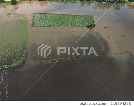 Flooded rice fields in the rain season of asia agriculture Flooded rice fields in the rain season of asia agriculture 119294258