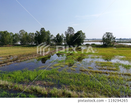 Flooded rice fields in the rain season of asia agriculture 119294265