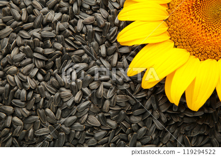 Black sunflower seeds with sunflower. Summer background 119294522